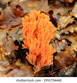 Ramaria Botrytis, Coral Fungi, Clustered Coral, Cauliflower Coral.