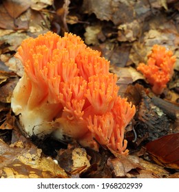 Ramaria Botrytis, Coral Fungi, Clustered Coral, Cauliflower Coral.