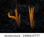 Ramariopsis depokensis, amariopsis depokensis is a bright yellow - orange club fungus.