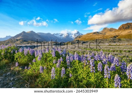 Ramarkable view of Typical Icelandic landscape with field of blooming lupine flowers next to the mountains. Location: Skaftafell National Park, Iceland, Europe.