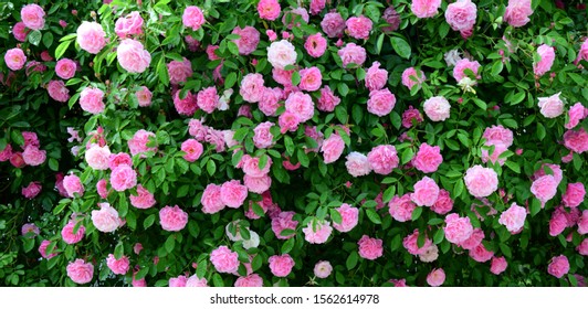 Rambler Roses Rose Garden Beautiful Pink Stock Photo 1562614978 ...