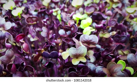 Rambo Radish Microgreens 