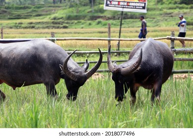 Rambu Solo (buffalo Fight)  One Of The Unique Traditions Of The Toraja People