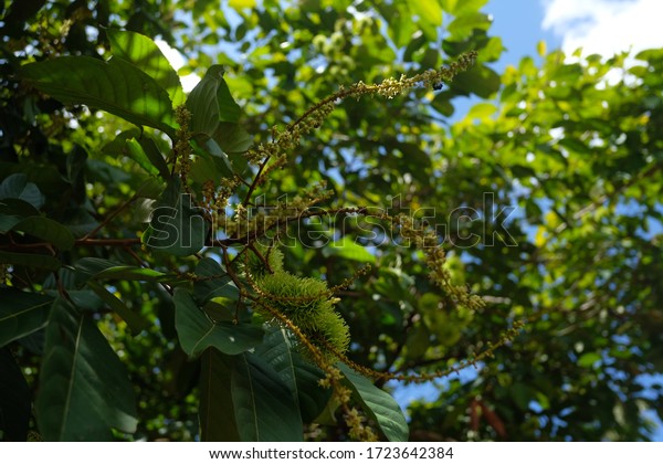 Rambutan Flower On Rambutan Tree Fruit Stock Photo (Edit Now) 1723642384