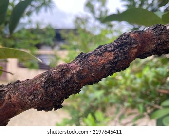 Rambutan Tree Branches That Look Unhealthy