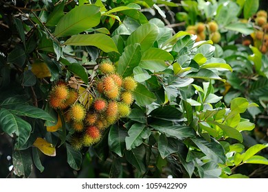 Rambutan Tree Green