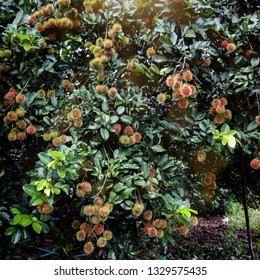 Rambutan Tree With Sunlight.