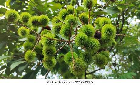 Rambutans Fruits With Green Colour On The Trees. Not Yet Ripe, Natural And Hairy Fruit.