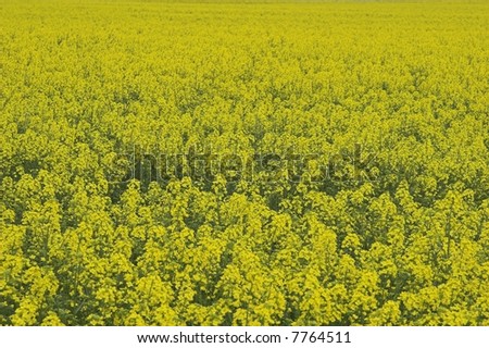 Rameseed