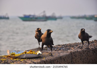 Rameswaram, Tamil Nadu, India - Fabruary 13 2018: Crows are eating on the shore of the ocean in India