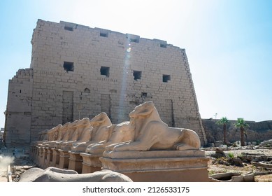 Ram-headed sphinxes at Karnak Temple, Thebes, dedicated to Amun, Luxor, Egypt