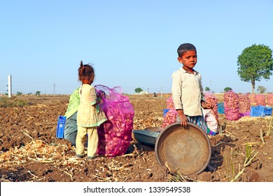 Ramod, Gujarat, March 10, 2019: Children Of Labour Farmers Are Are Playing At Turmeric Field. They Missed To Go To School. Turmeric  Is The Ancient And Sacred Spice Of India Known As 'Indian Saffron. 