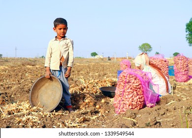 Ramod, Gujarat, March 10, 2019: Children Of Labour Farmers Are Are Playing At Turmeric Field. They Missed To Go To School. Turmeric  Is The Ancient And Sacred Spice Of India Known As 'Indian Saffron. 