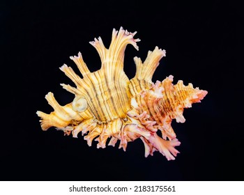 Ramose Murex Branched Shell On Black Background