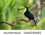 Ramphastos sulfuratus, Keel-billed toucan The bird is perched on the branch in nice wildlife natural environment of Costa Rica
