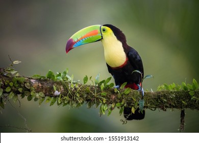 Nice Bird Hd Stock Images Shutterstock