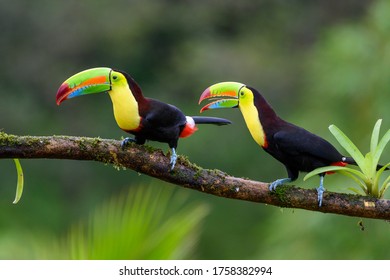 Ramphastos sulfuratus, Keel-billed toucan The bird is perched on the branch in nice wildlife natural environment of Costa Rica - Shutterstock ID 1758382994