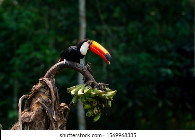 Tucanuçu (Ramphastos toco) feeding on bananas in the Atlantic Forest of southern Brazil.