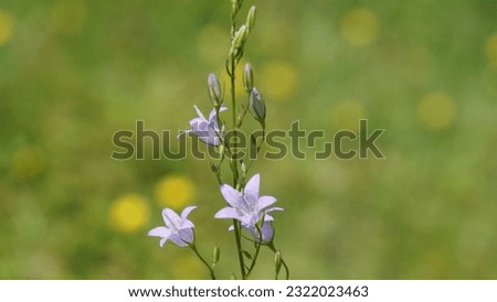 Rampion Bellflower (Campanula rapunculus): The delightful flower in the bush. Late spring
