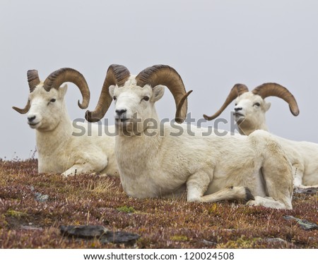 Rams Club - three rams just hanging out and enjoying the view at Savage River, Denali National Park, Alaska