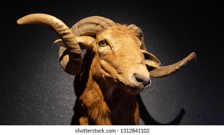 Ram's Head On Wall, Taxidermy Ram's Head