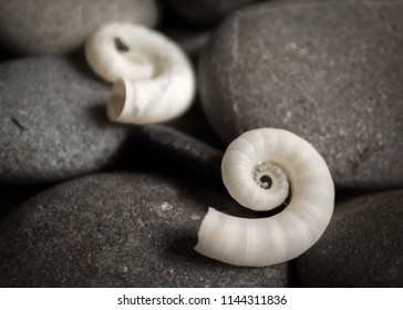 ram horn squid images stock photos vectors shutterstock https www shutterstock com image photo rams horn squid shell 1144311836