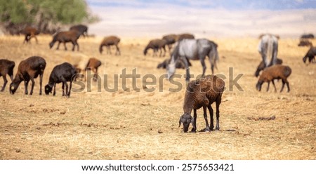 Rams and lambs graze in a meadow. Cattle grazing. A flock of rams walks across an autumn field in search of grass. sheep