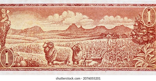 Rams And A Plough In A Field. Portrait From South Africa 1 Rand 1973-75 Banknotes.