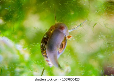 Snail Sucker Hd Stock Images Shutterstock