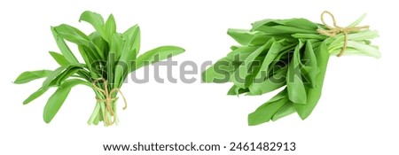 Ramson bunch vegetable isolated on white background with  full depth of field