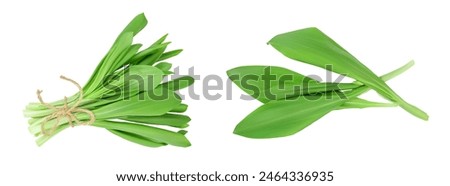 Ramson bunch vegetable isolated on white background with full depth of field, Top view. Flat lay