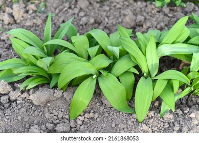 Ramson Or Wild Garlic, Leek Growing In Far East