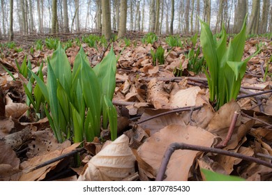 Ramson Wild Garlic In Riis Skov