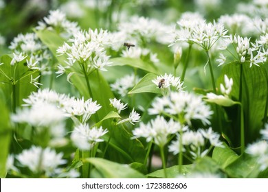 Ramsons Images Stock Photos Vectors Shutterstock