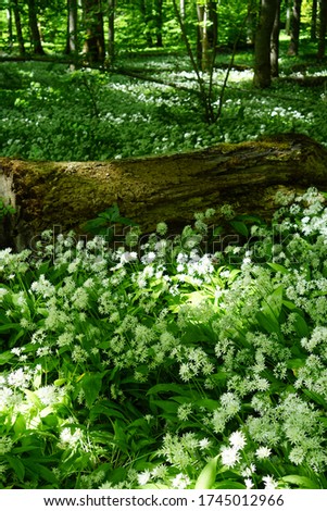 Similar – Waldstück Umwelt Natur