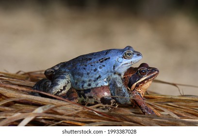 Rana Arvalis Moor Frog Mating Couple Blue Frogs Anura Batrachology