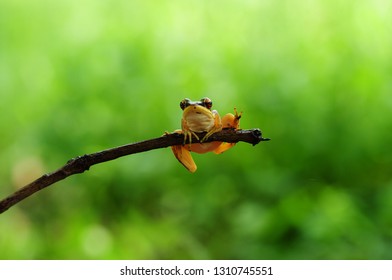 Rana Erythraea, Frog Yellow 