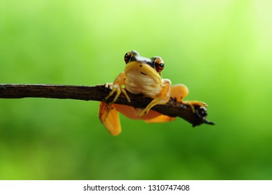 Rana Erythraea, Frog Yellow 