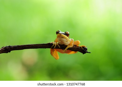 Rana Erythraea, Frog Yellow 