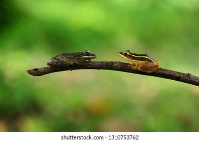 Rana Erythraea, Frog Yellow 