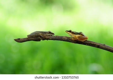 Rana Erythraea, Frog Yellow 