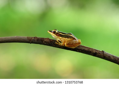 Rana Erythraea, Frog Yellow 