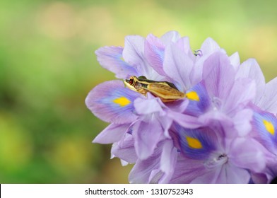 Rana Erythraea, Frog Yellow  FLOWER