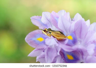 Rana Erythraea, Frog Yellow  FLOWER