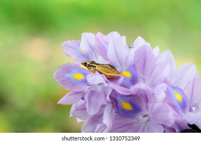 Rana Erythraea, Frog Yellow  FLOWER