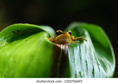 Rana Erythraea, Frog Yellow On Leave