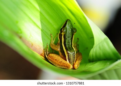 Rana Erythraea, Frog Yellow On Leave