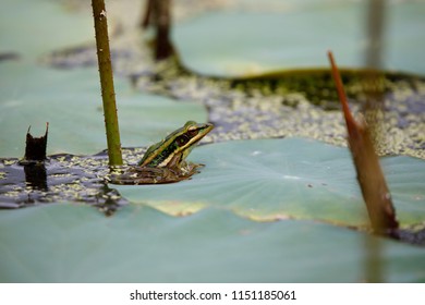 Rana Erythraea On Leaves