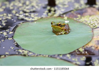 Rana Erythraea On Leaves