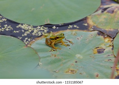 Rana Erythraea On Leaves